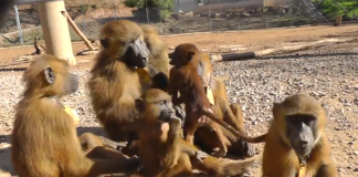 Baboons communicating on beach